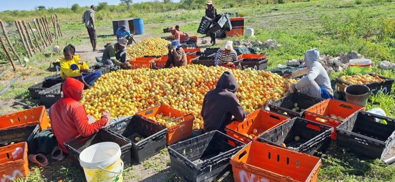 Workers sorting tomatoes