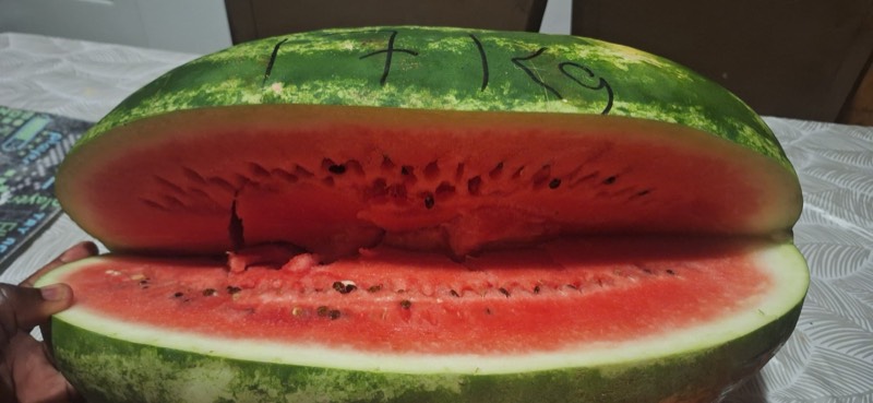 Giant watermelon sliced open