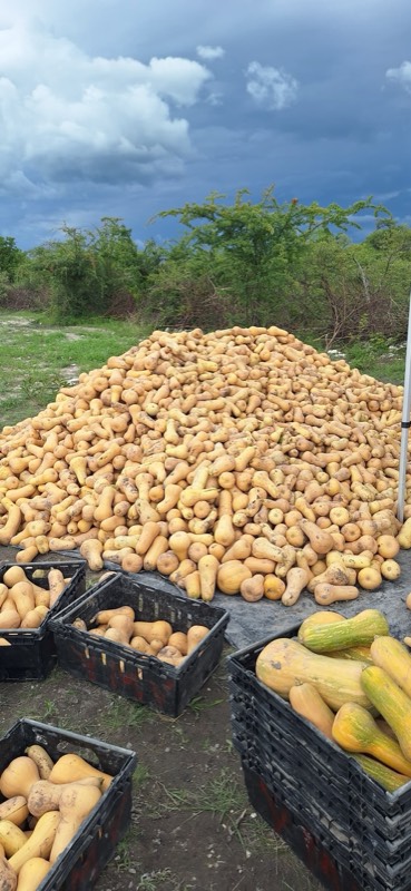 Butternut squash harvest