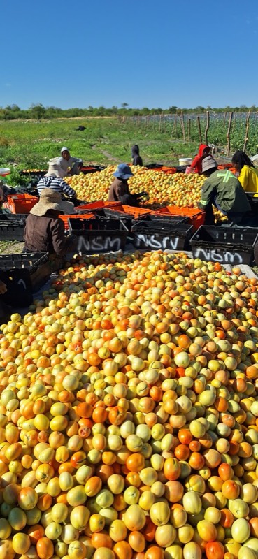 Large tomato sorting operation