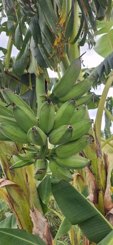 Banana trees with fruit