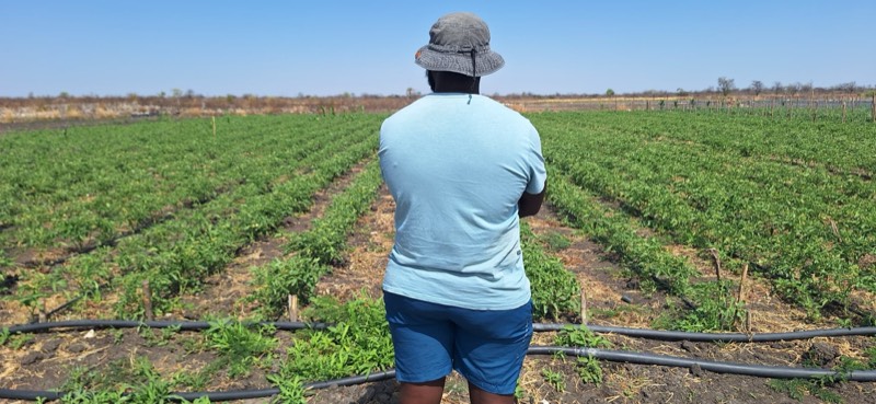 Farmer surveying crop rows