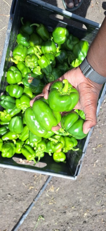 Green peppers in crate