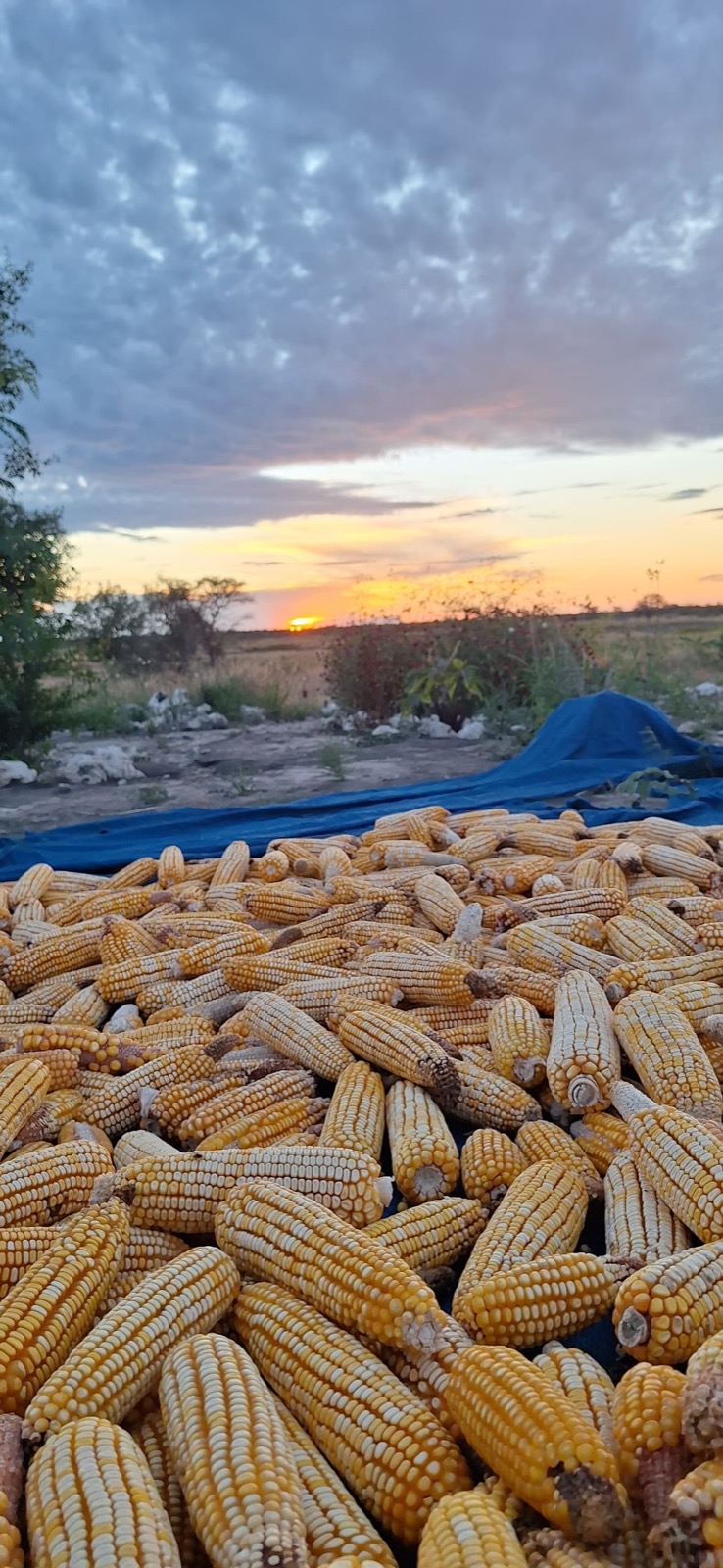 Maize harvest at sunset